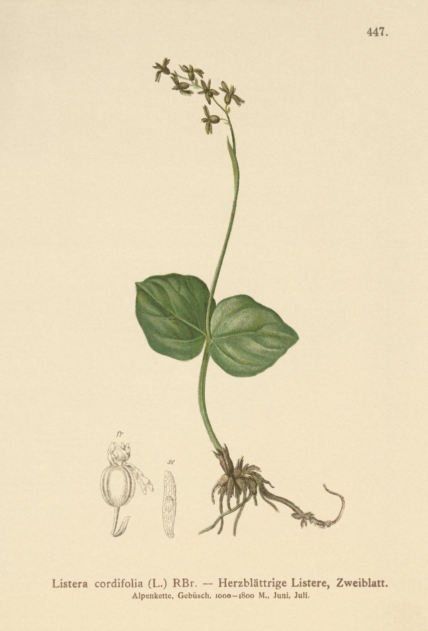 Sydänlehtinen Twayblade (Lestera cordata, Listera cordifolia, Neottia cordata) tekijältä German School