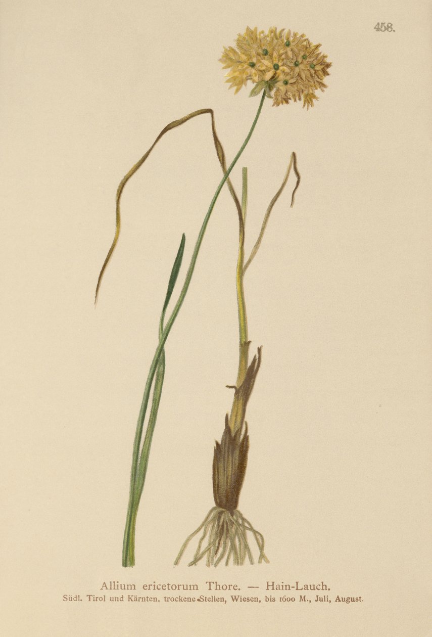 Heath-valkosipuli (Allium ericetorum, Allium ambiguum, Allium graminifolium) tekijältä German School