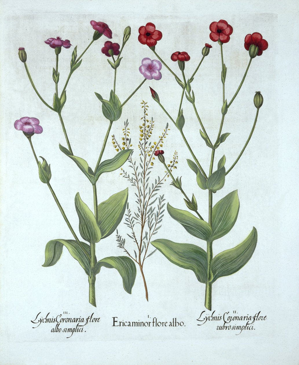 Heather and Two Kinds of Lychnis, Hortus Eystettensis, kirjoittanut Basil Besler (1561-1629), pub. 1613 (käsinvärinen kaiverrus) tekijältä German School