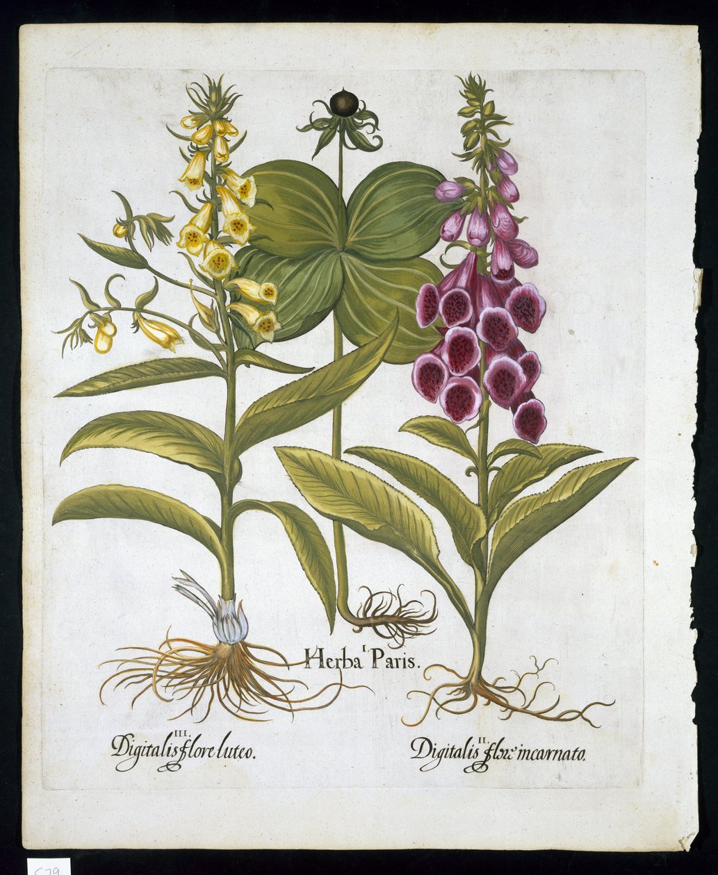 Yrtti Paris (Solanum quadrifolium), tavallinen kettukäsine (Digitalis Purpurea) iso keltainen kettukäsine (Basil Besler (1561-1629) pub 1613 (käsinvärinen kaiverrus)) tekijältä German School
