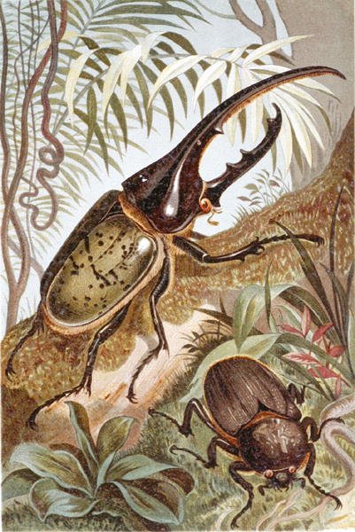 Hercules Beetle, levy "Brehms Tierleben: Allgemeine Kunde des Tierreichs", vol.9, s.99, julkaisija Bibliographisches Institut tekijältä German School