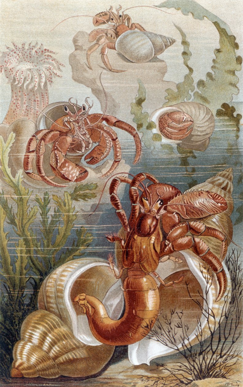 Erakkoravut, levy Brehmin Animal Life: General Knowledge of the Animal Kingdom -julkaisusta, vol. 10, s. 38, julkaisija Bibliographic Institute, 1893 tekijältä German School