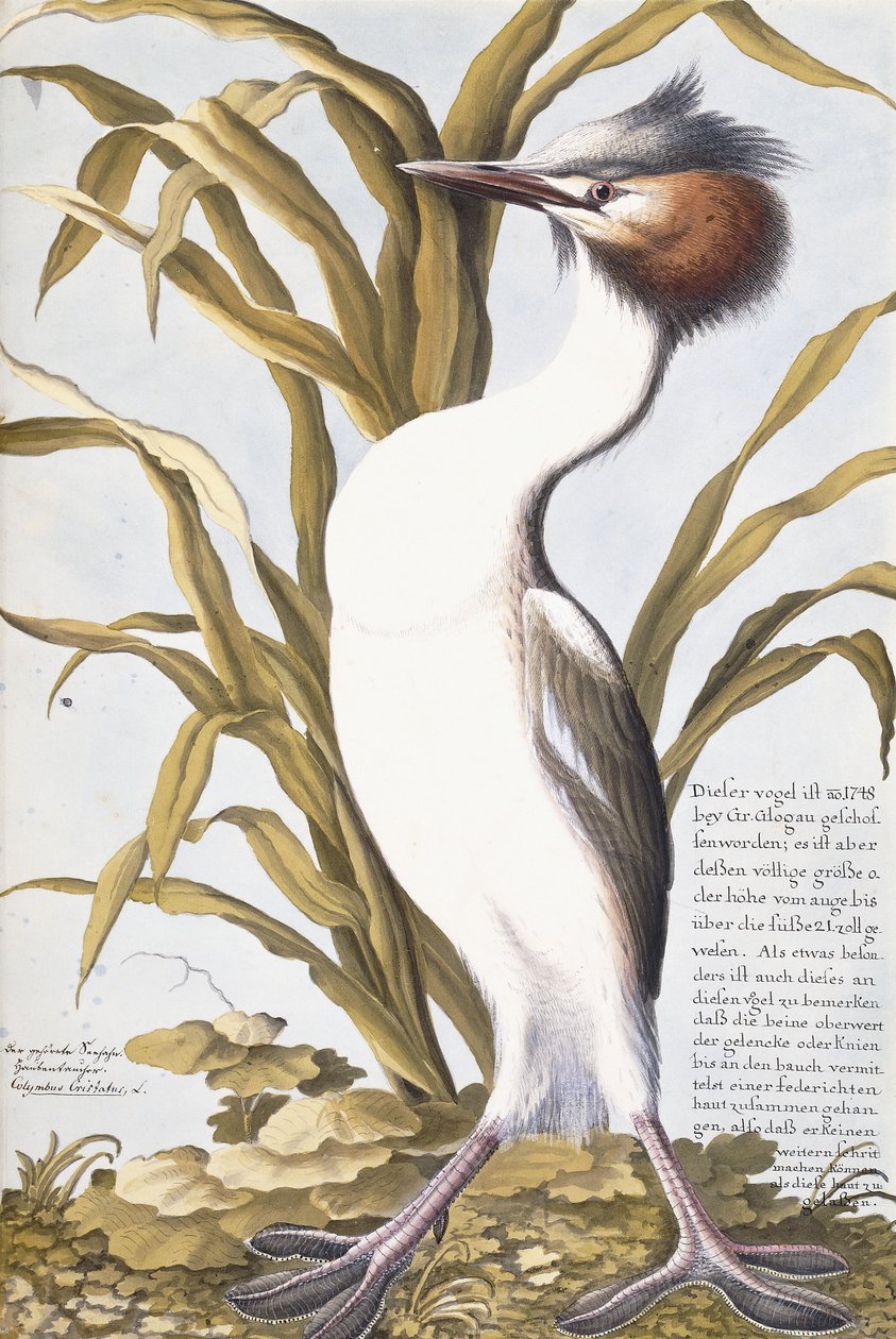 Heron, 1750-1800 tekijältä German School