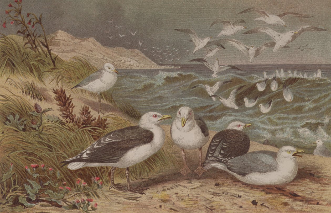 Silakkalokki ja suurselkälokki, levy Brehms Tierlebenistä: Allgemeine Kunde des Tierreichs, vol.6, s.108, julkaissut Bibliographic Institute, 1892 tekijältä German School