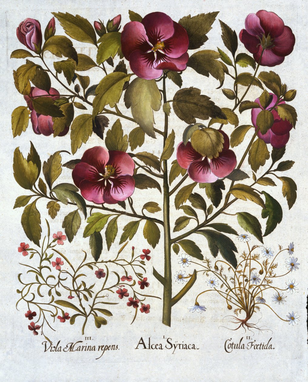 Hibiscus syriacus, haiseva kamomilla ja Hortus Eystettensis, kirjoittanut Basil Besler (1561-1629) pub. 1613 tekijältä German School