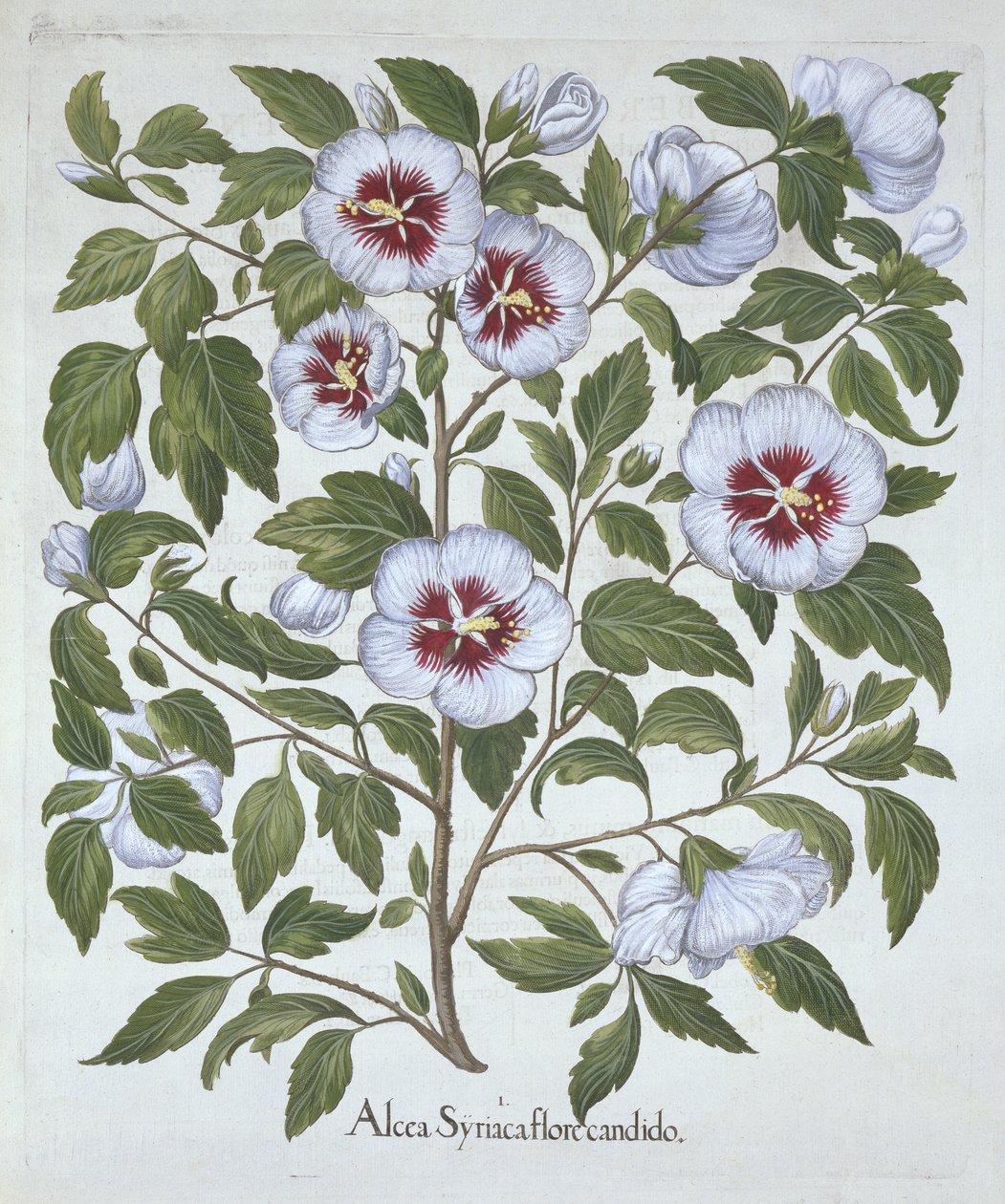 Hibiscus syriacus, Hortus Eystettensis, kirjoittanut Basil Besler (1561-1629), pub. 1613 (käsinvärinen kaiverrus) tekijältä German School