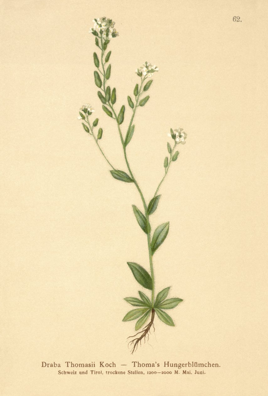 Hoary Whitlow-ruoho (Draba Thomasii) tekijältä German School