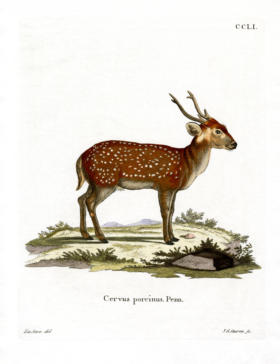 Hog Deer (värillinen kaiverrus) tekijältä German School