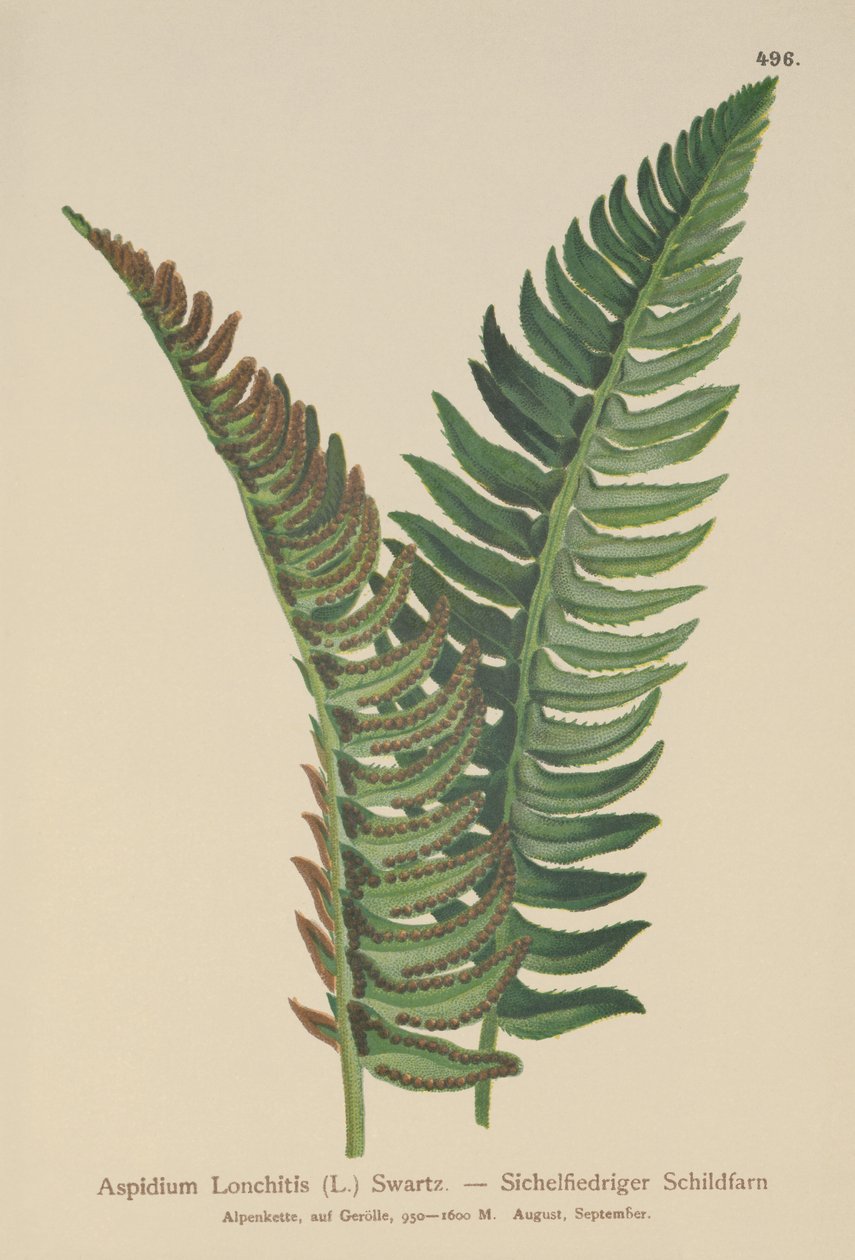 Holly saniainen (Aspidium Lonchitis, Polystichum lonchitis) tekijältä German School