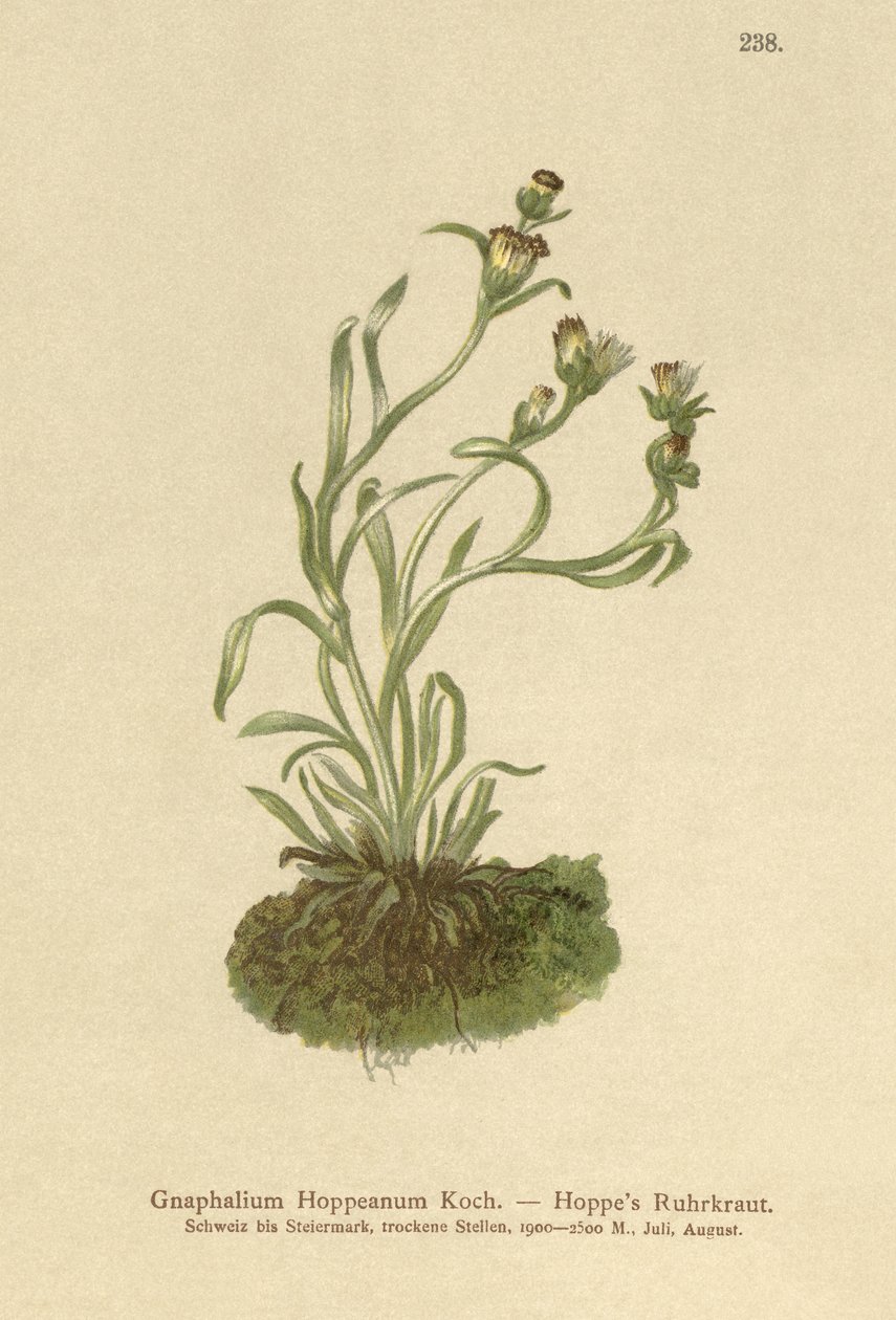 Coppweed Hoppes (Gnaphalium Hoppeanum, Omalotheca hoppeana) tekijältä German School