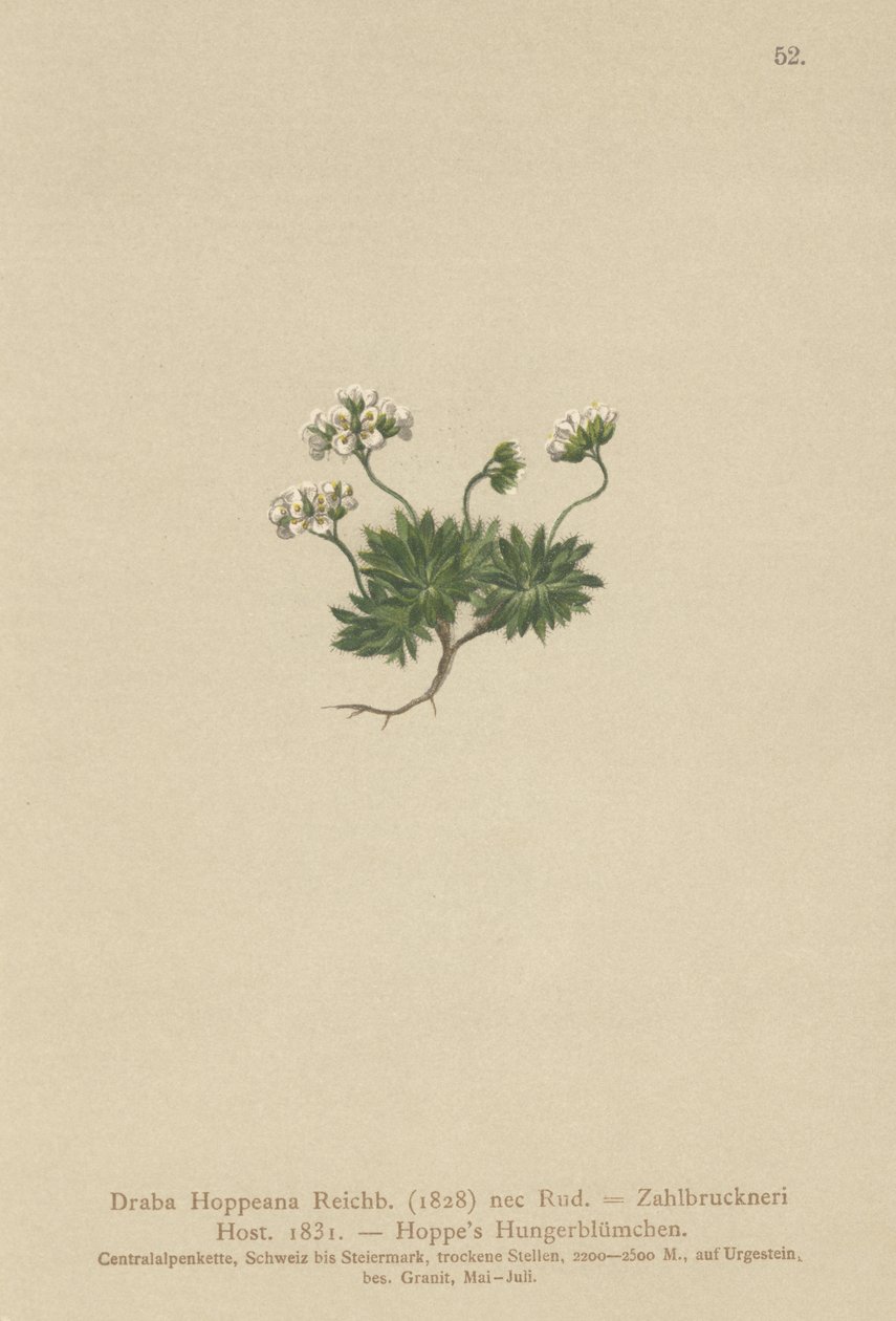 Hoppes Whitlow-grass (Draba Hoppeana, Draba Zahlbruckneri) tekijältä German School
