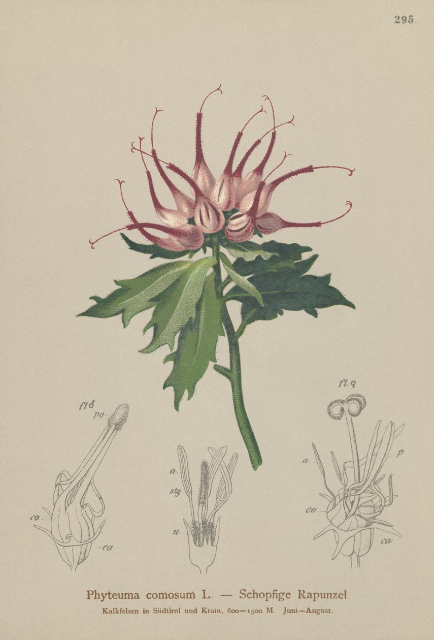 Sarvimainen rampioni (Phyteuma comosum, Physoplexis comosa, Syntoma comosum) tekijältä German School
