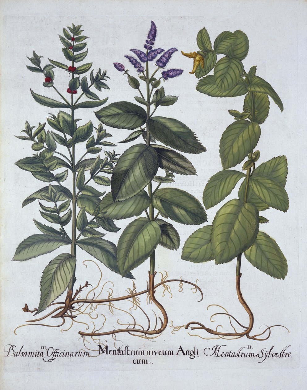 Hevosminttu ja viherminttu, Hortus Eystettensis, kirjoittanut Basil Besler (1561-1629), pub. 1613 (käsinvärinen kaiverrus) tekijältä German School