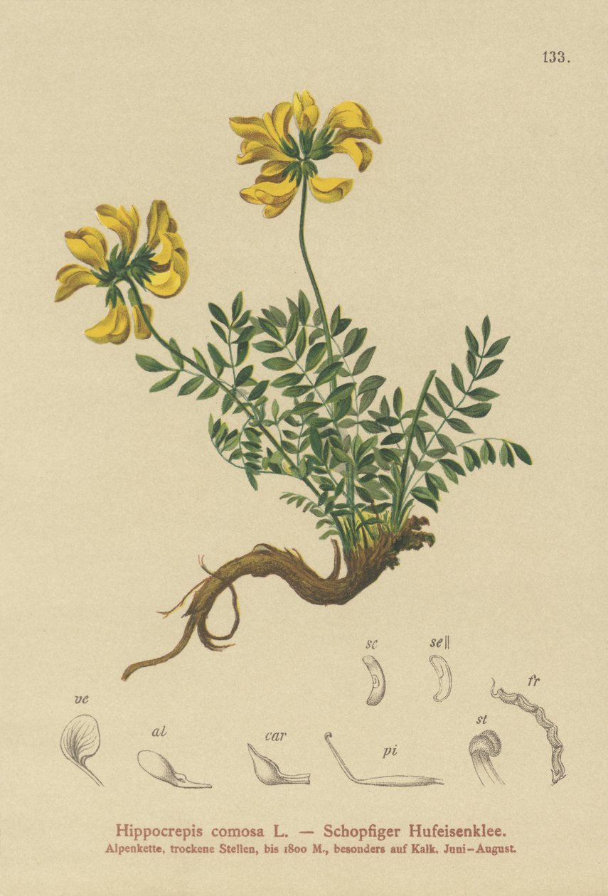 Hevosenkenkävirna (Hippocrepis comosa) tekijältä German School
