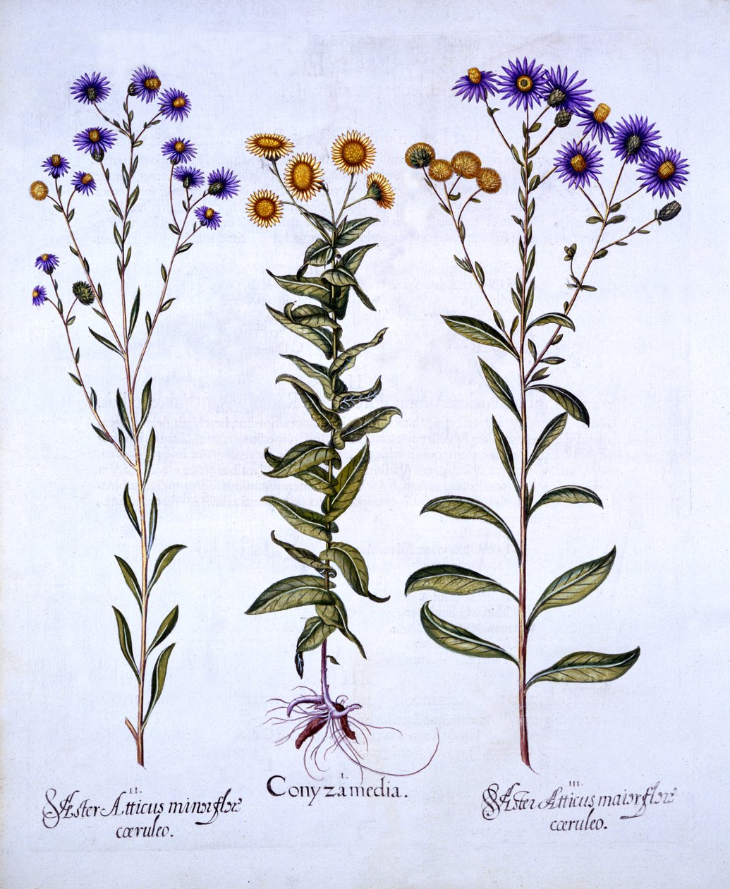 HorseweedButterweedFleabane ja European Michaelmas Daisies, Hortus Eystettensis, kirjoittanut Basil Besler (1561-1629), pub. 1613 (käsinvärinen kaiverrus) tekijältä German School