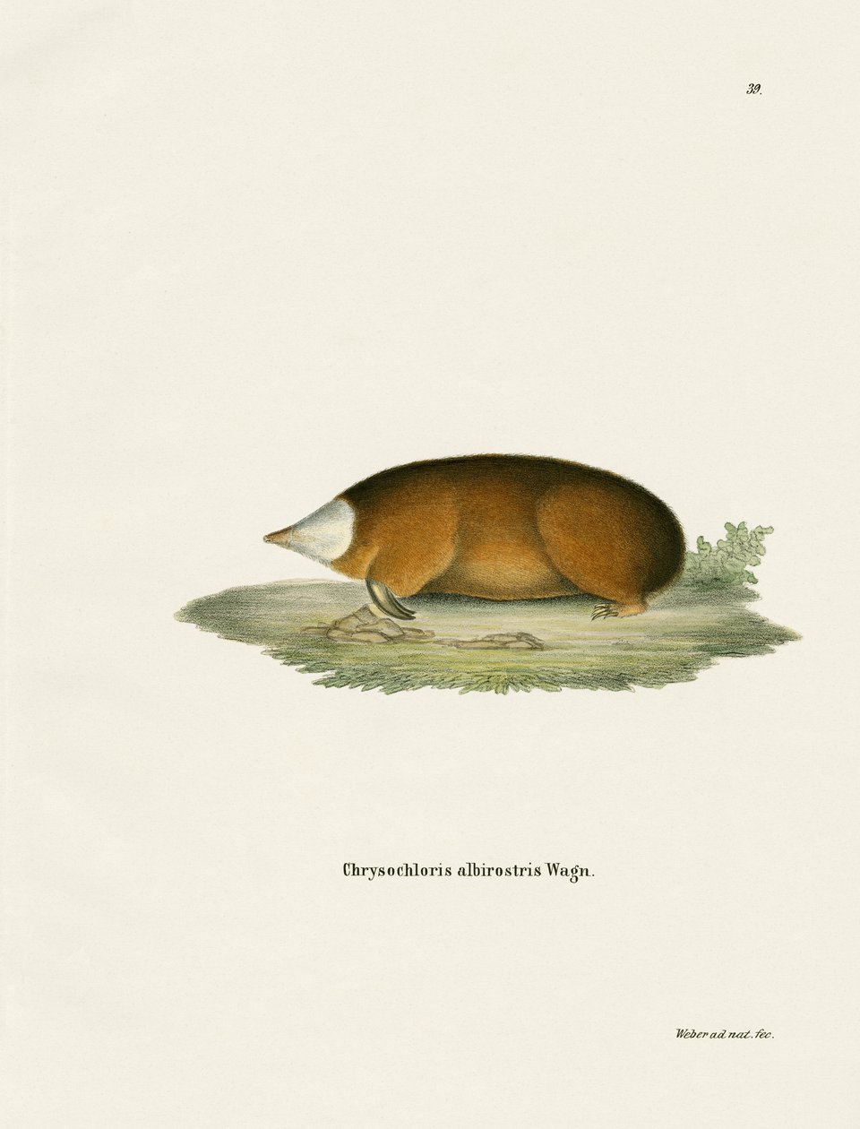 Hottentot Golden Mole (värillinen kaiverrus) tekijältä German School