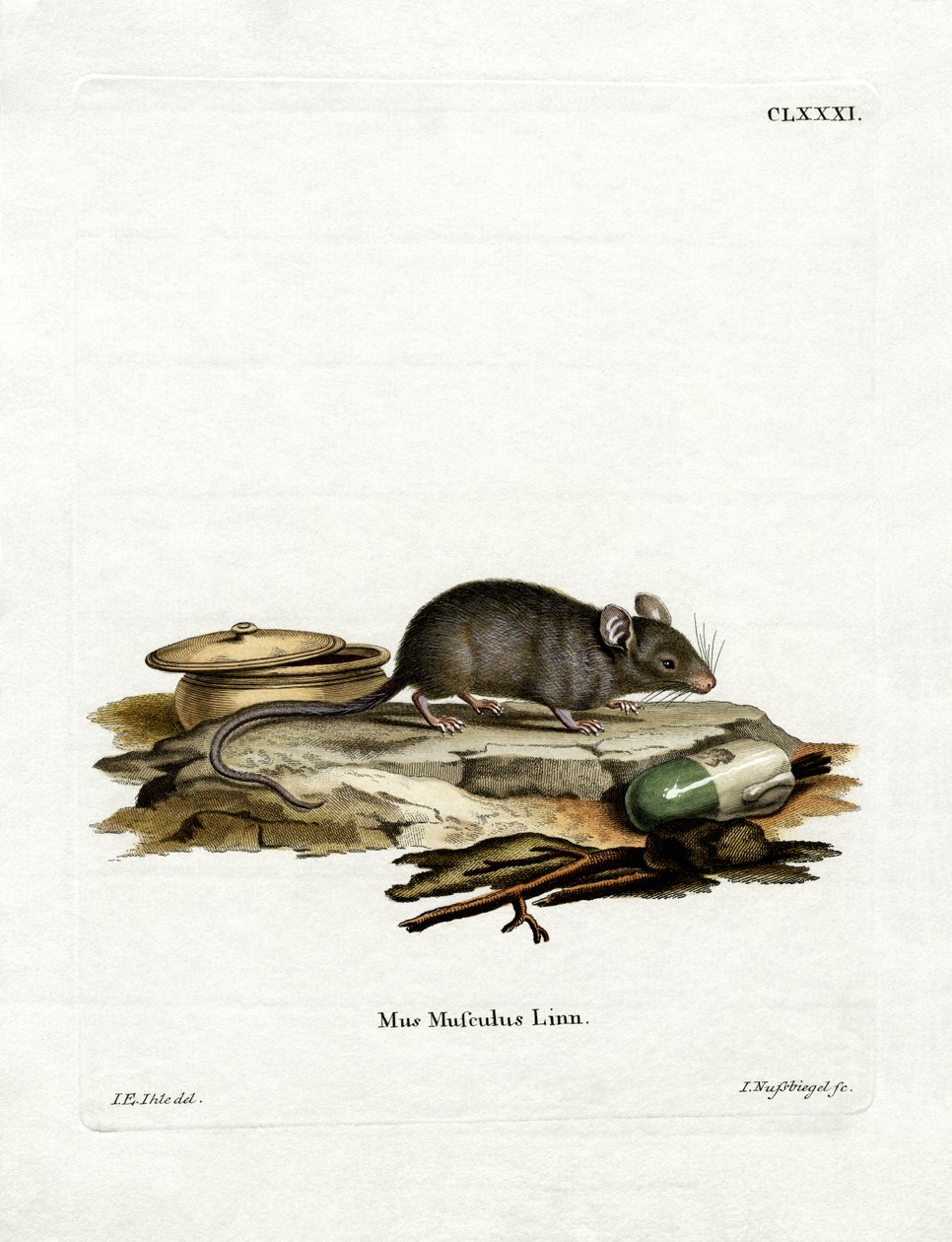 House Mouse (värillinen kaiverrus) tekijältä German School