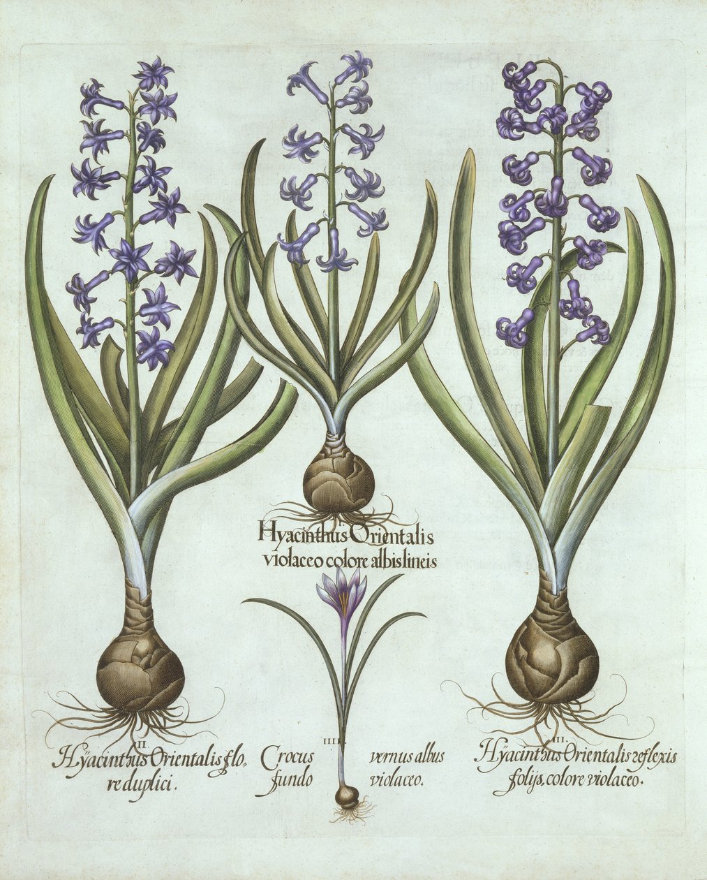 Hyasintit ja syyskrookus, Hortus Eystettensis, kirjoittanut Basil Besler (1561-1629), pub. 1613 (käsinvärinen kaiverrus) tekijältä German School