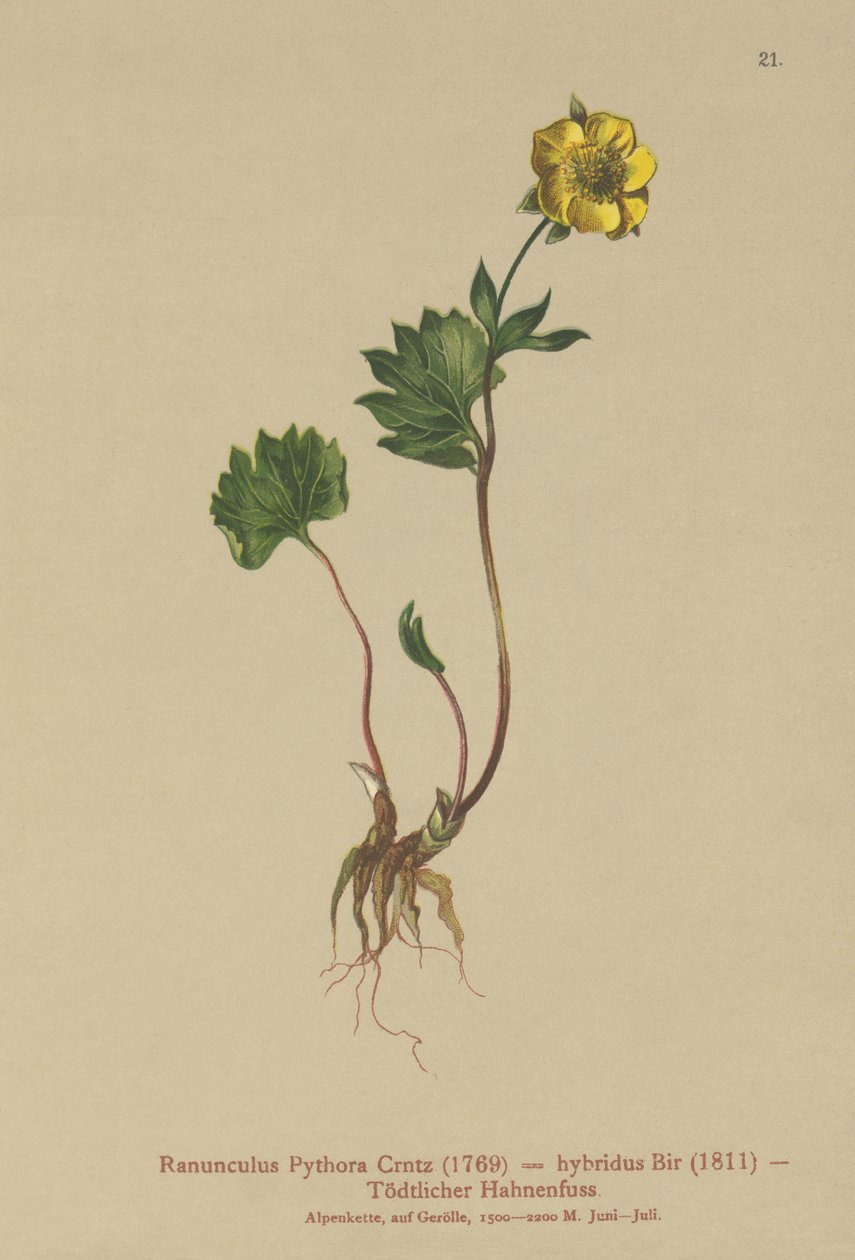 Hybridibuttercup (Ranunculus Pythora, Ranunculus hybridus) tekijältä German School