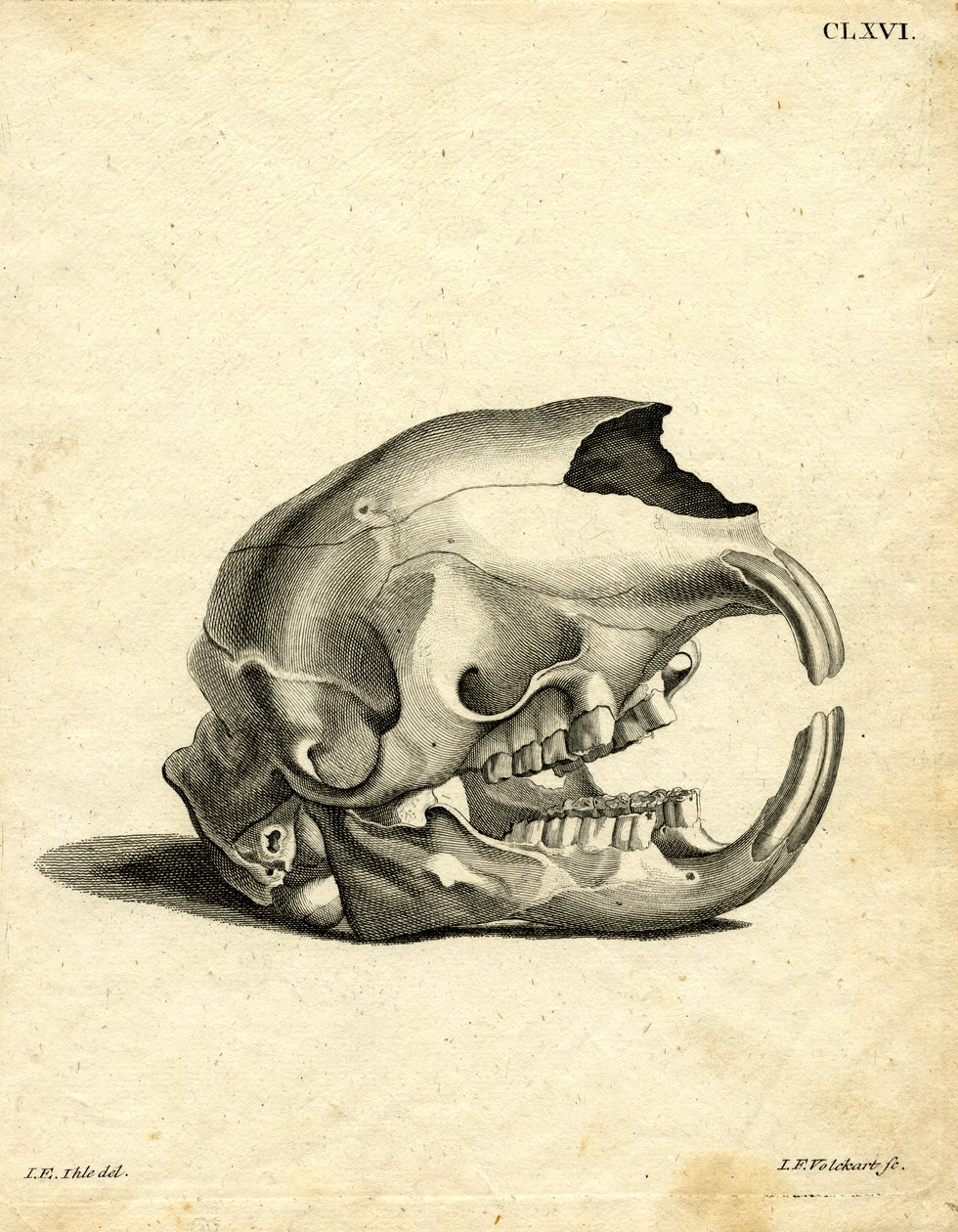 Hyrax Skull (värillinen kaiverrus) tekijältä German School