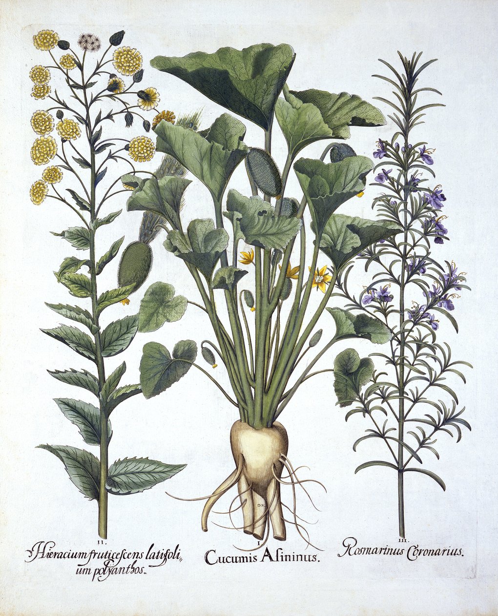 I Squirting kurkku, ii Kapealehtinen Hawkweed, iii Rosemary, Hortus Eystettensis, Basil Besler (1561-1629) pub. 1613 tekijältä German School