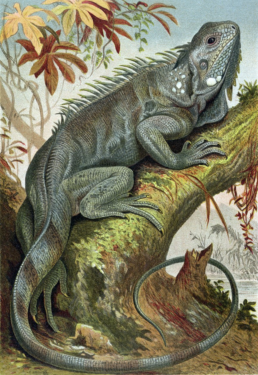 Iguana, levy Brehms Tierlebenistä> General Knowledge of the Animal Kingdom, vol.7, s.88, julkaissut Bibliographic Institute, 1892 tekijältä German School