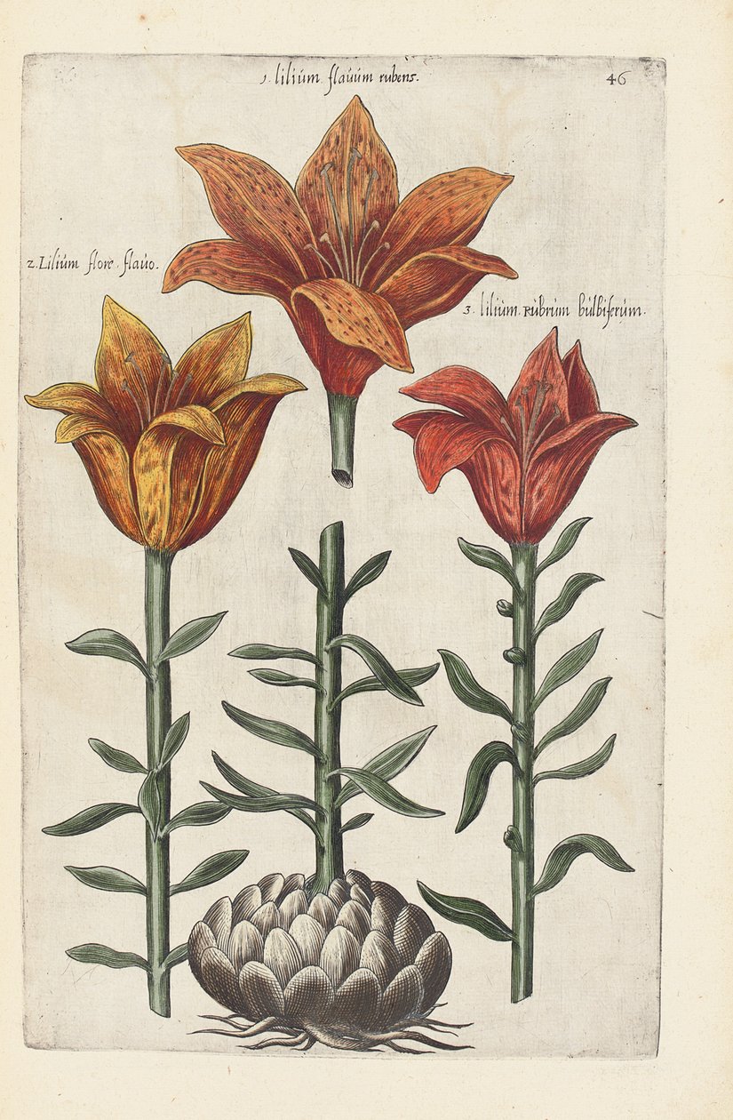 Kuvitus teoksesta "Florilegium ... erilaisten kukkien ja muiden indeksikasvien käsitteleminen elävästi kahdessa osassa ja neljällä kielellä järjestettynä tekijältä German School