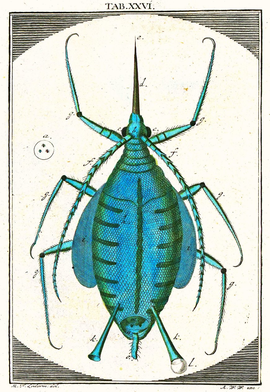 Kuva kirvosta, Musement Microscopique, 1764 (värikaiverrus) tekijältä German School