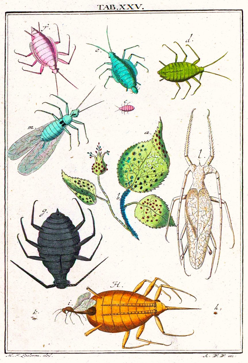 Kuva erilaisista puutarhatuholaisista, Musement Microscopique, 1764 (värikaiverrus) tekijältä German School