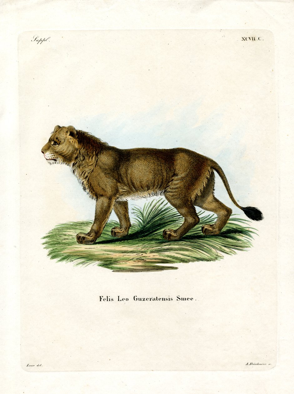 Indian Lion (värillinen kaiverrus) tekijältä German School