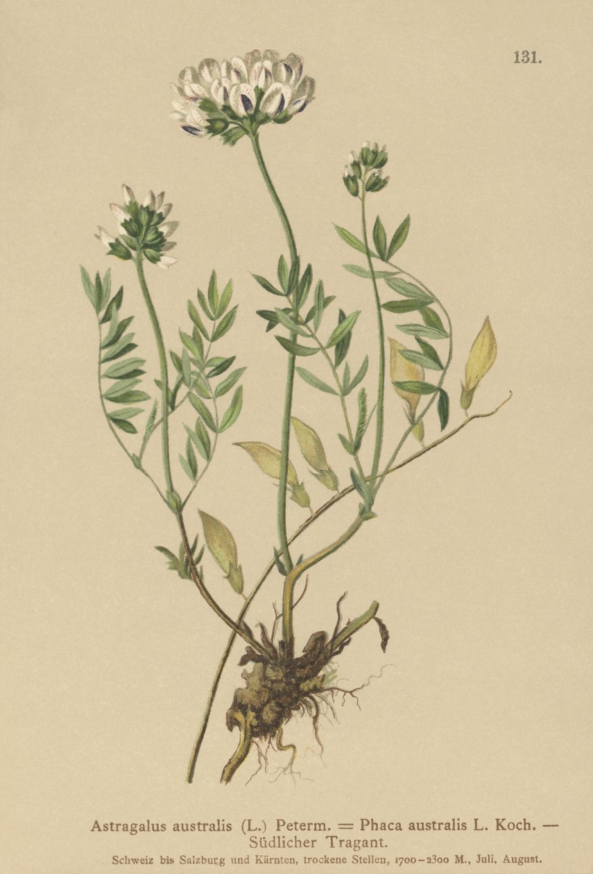 Intialainen maitovirka (Astragalus australis, Astragalus aboriginum, Phaca australis) tekijältä German School