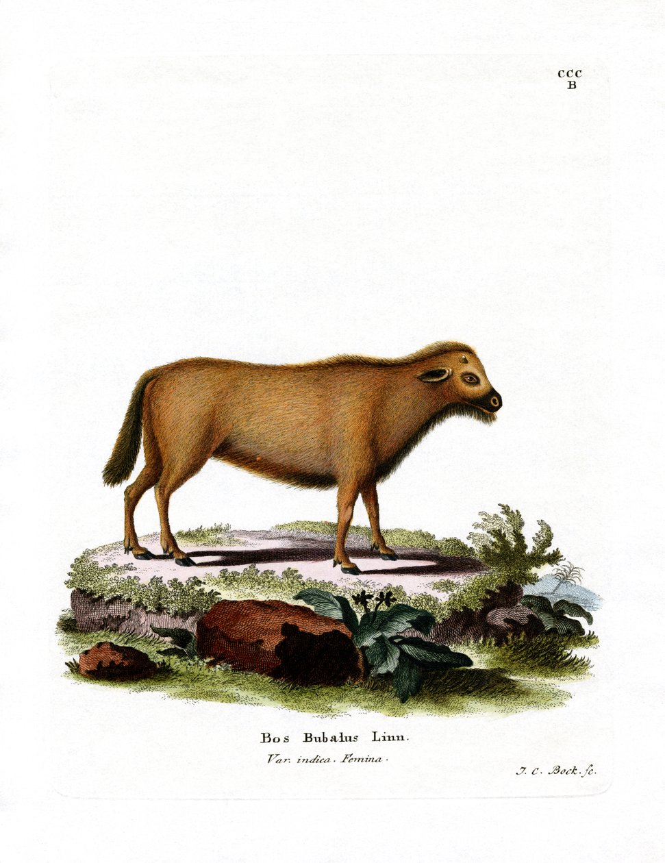 Indian Water Buffalo (värillinen kaiverrus) tekijältä German School