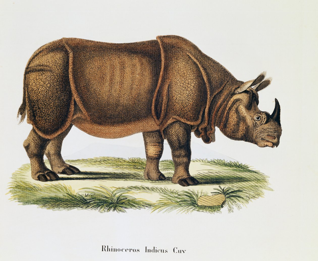 Intialaiset sarvikuonot (Rhinoceros indicus), nisäkkäistä kuvattu luonnosta kuvauksin, Johann Christian Daniel von Schreber (1739-1810), kaiverrus ja piirustus A Fleischmann, osa 6-7, taulukko 317-D-D, Saksa tekijältä German School
