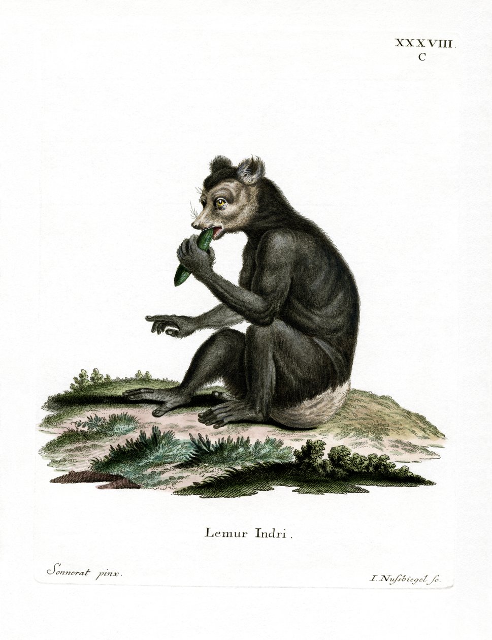 Indri (värikaiverrus) tekijältä German School