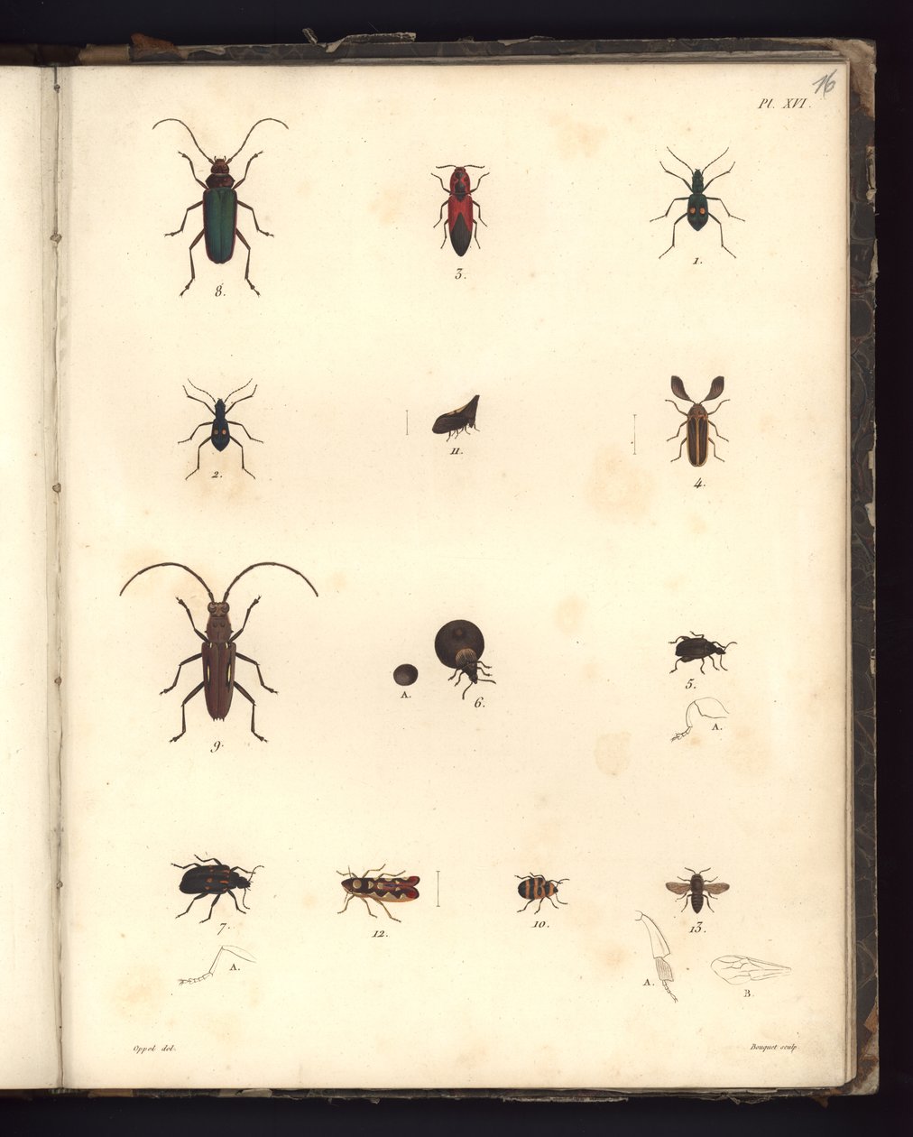 Insecta, Pl. XVI, kuva eläintieteen ja vertailevan anatomian havainnointikokoelmasta, tehty Atlantin valtamerellä, uuden mantereen sisäosissa ja Etelämerellä 179-luvulla tekijältä German School