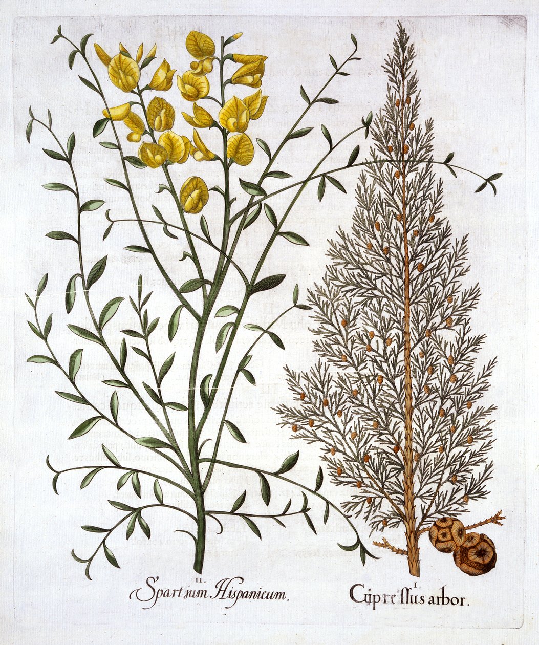 Italialainen sypressi ja espanjaluuta, Hortus Eystettensis, kirjoittanut Basil Besler (1561-1629), pub. 1613 (käsinvärinen kaiverrus) tekijältä German School