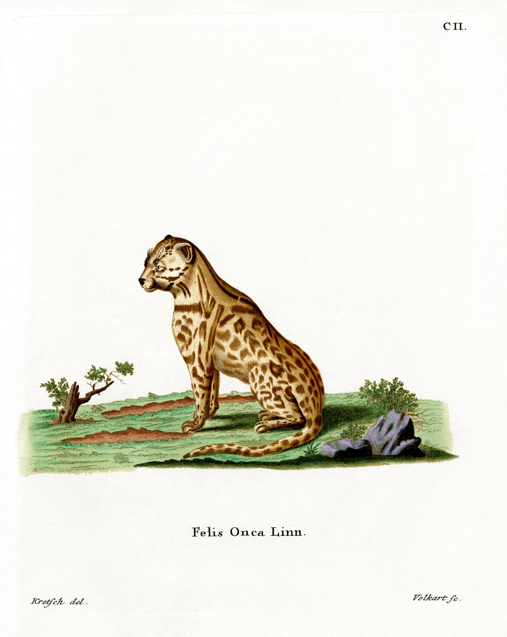 Jaguar (värillinen kaiverrus) tekijältä German School
