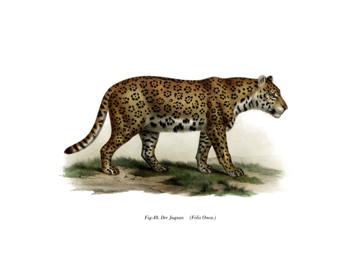 Jaguar, 1860 tekijältä German School