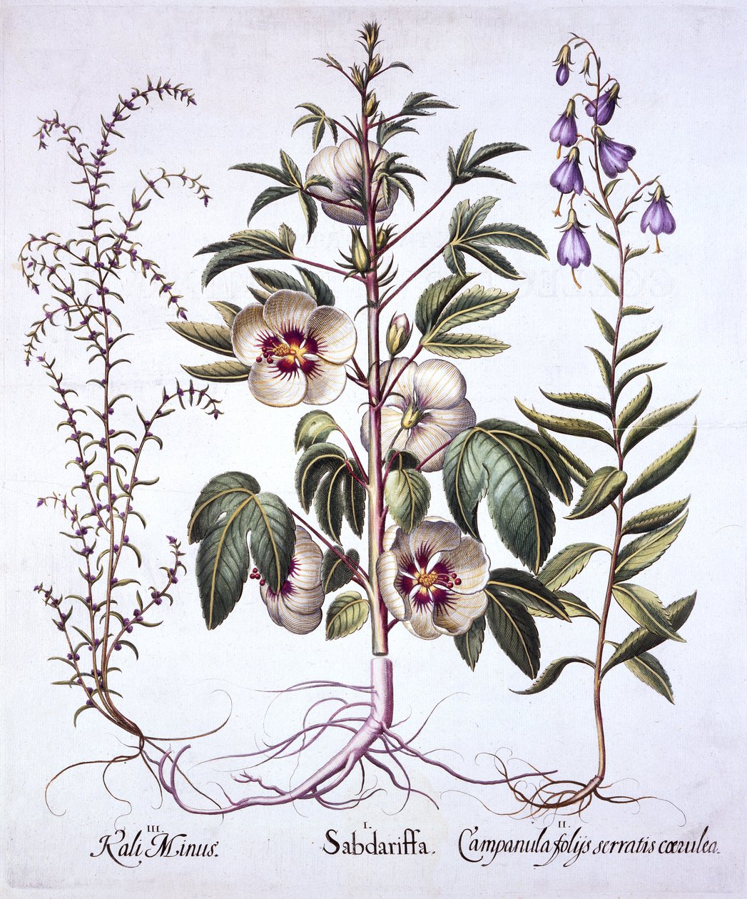 Jamaika suolahapo, kellokukka ja piikikäs suolajuuri, Hortus Eystettensis, kirjoittanut Basil Besler (1561-1629), pub. 1613 (käsinvärinen kaiverrus) tekijältä German School