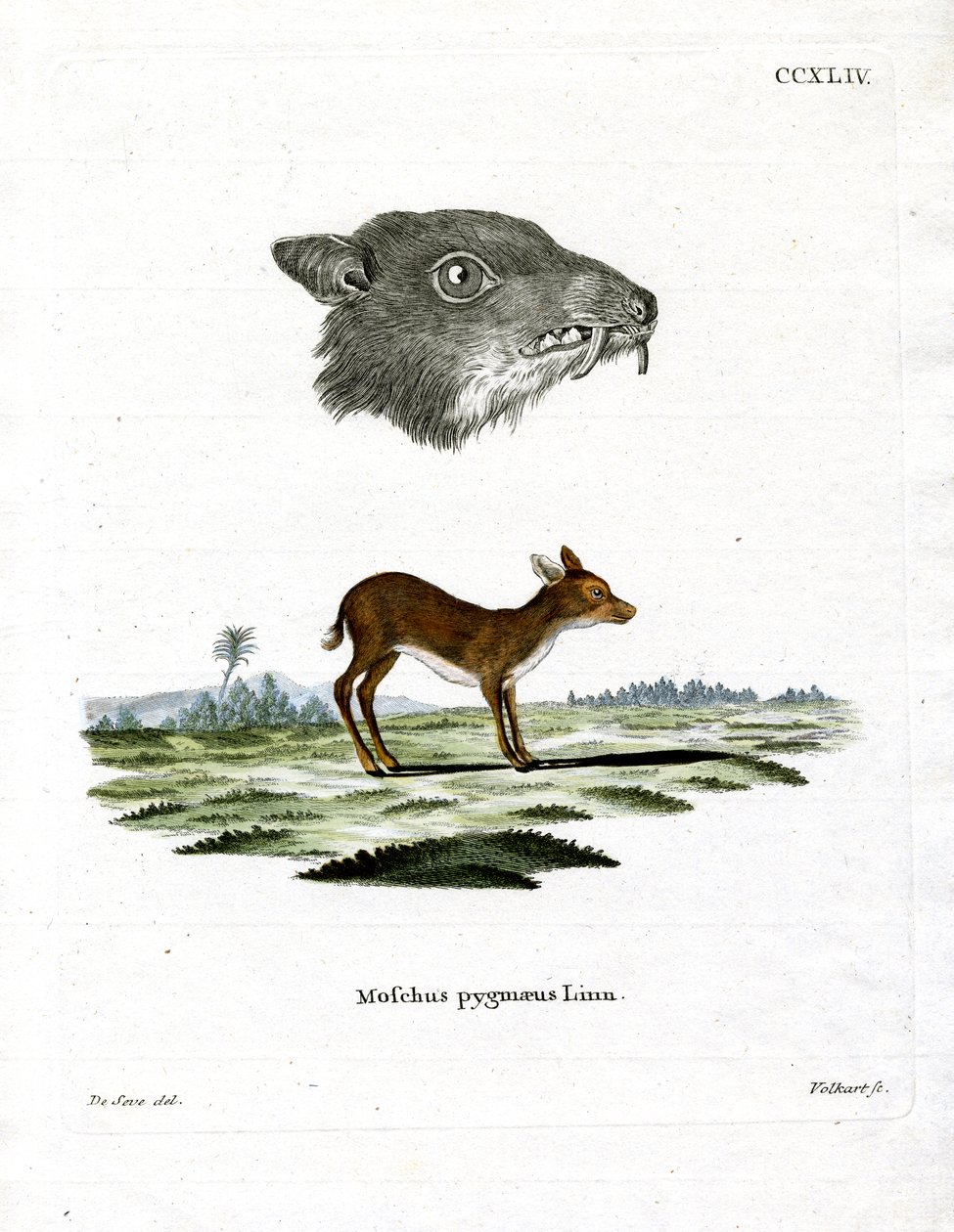 Java Mouse-Deer (värillinen kaiverrus) tekijältä German School