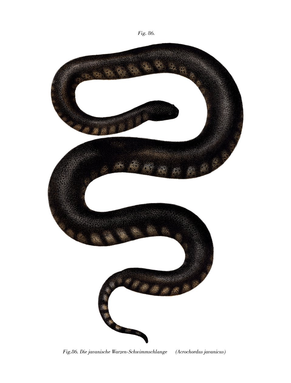 Java File Snake (väri litho) tekijältä German School