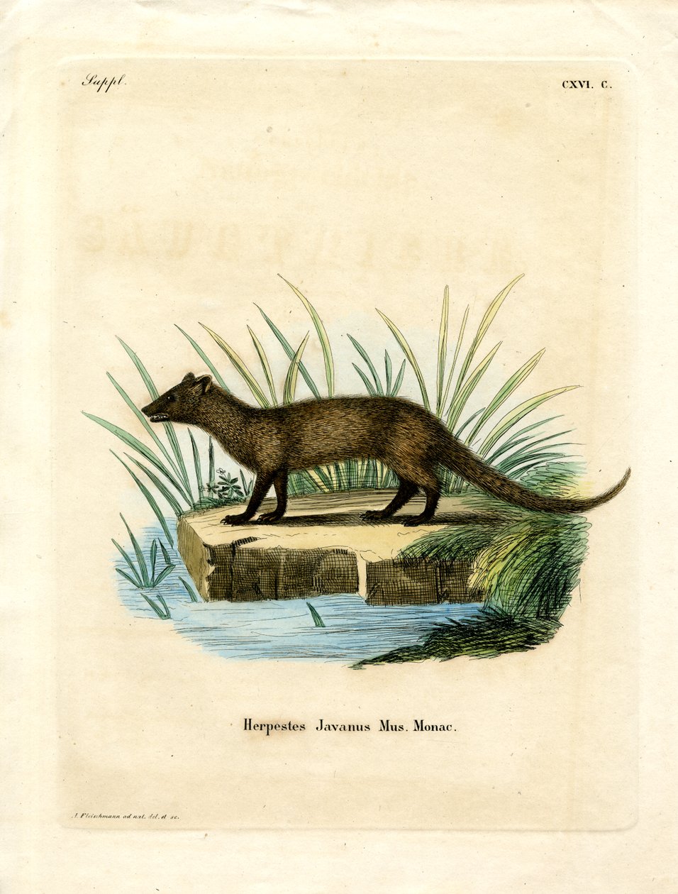 Javan Mongoose (värillinen kaiverrus) tekijältä German School