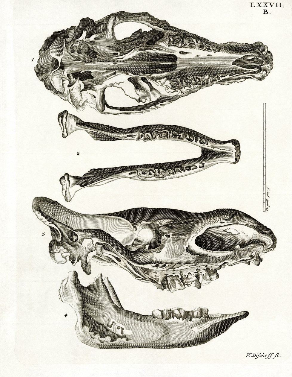 Jaw Bones (värillinen kaiverrus) tekijältä German School