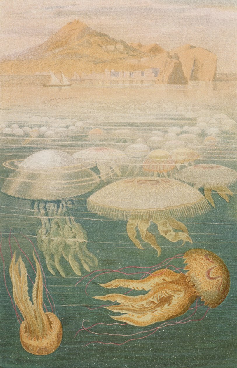 Meduusa, levy Brehm