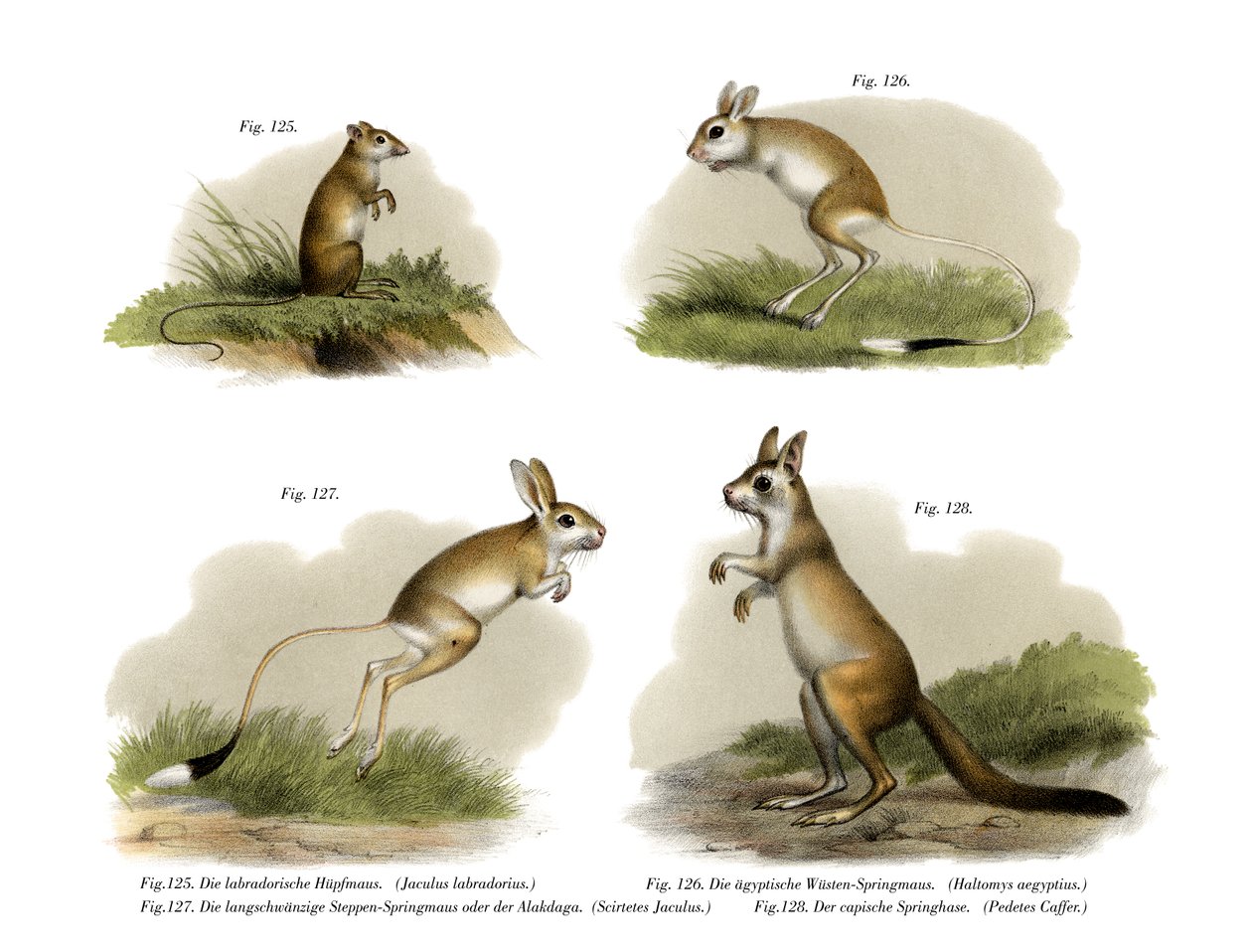 Jerboa, 1860 tekijältä German School