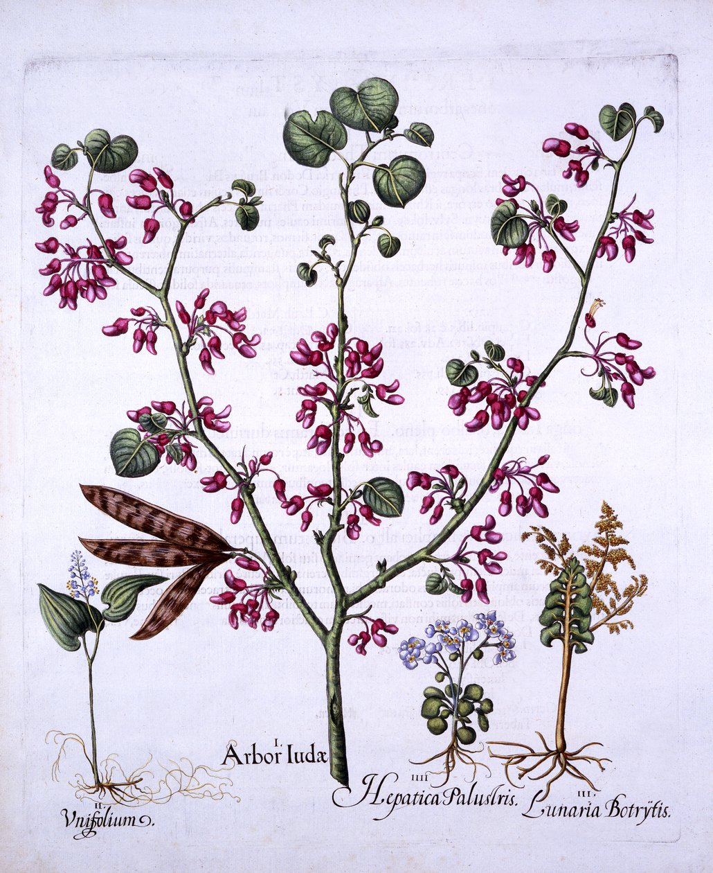 Judas Tree, May Lily, Moonwort, Liverwort, Hortus Eystettensis, kirjoittanut Basil Besler (1561-1629), pub. 1613 (käsinvärinen kaiverrus) tekijältä German School