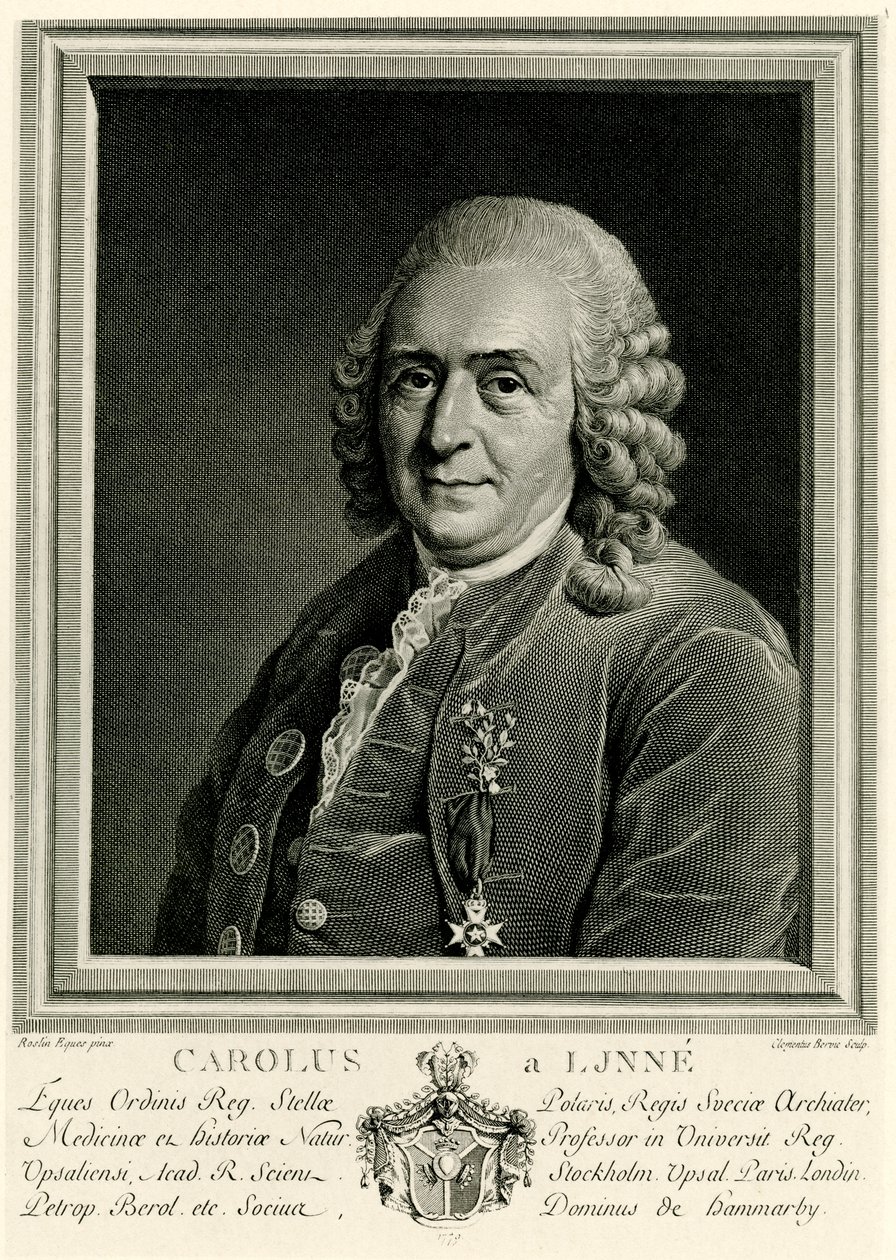 Karl von Linné tekijältä German School
