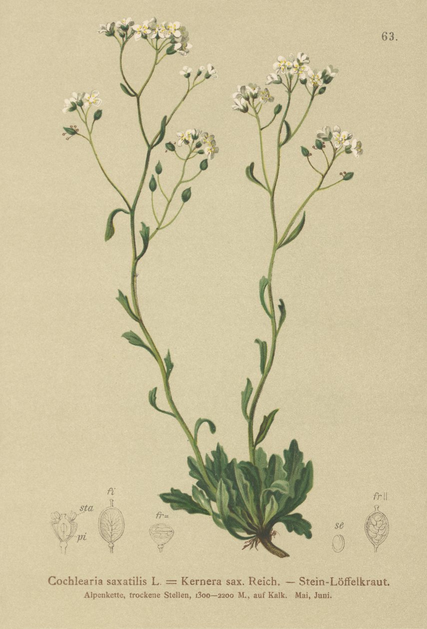 Kernera (Kernera saxatilis, Cochlearia saxatilis) tekijältä German School