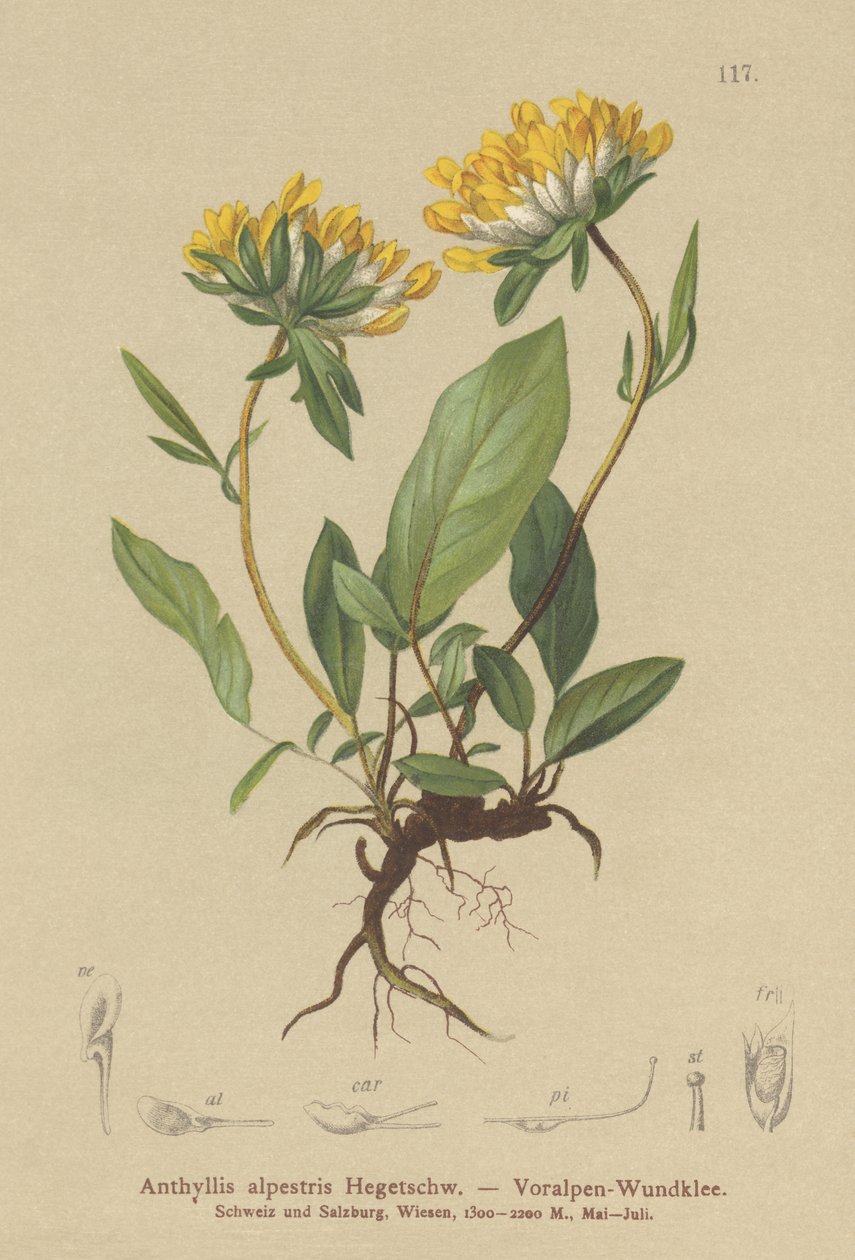 Munuaisvirna (Anthyllis alpestris, Anthyllis vulneraria var. alpestris) tekijältä German School