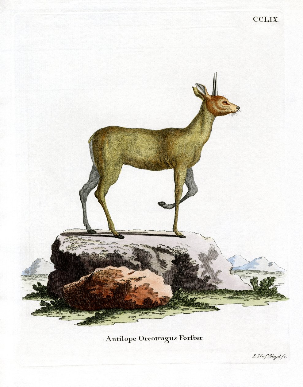 Klipspringer (värillinen kaiverrus) tekijältä German School